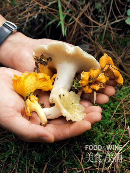 探宝奇珍野生菌 探宝奇珍野生菌