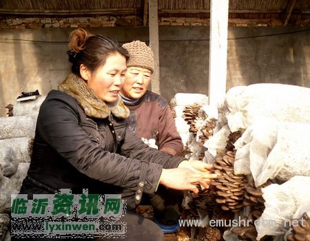 “蘑王”武善俊带领群众同致富 ()