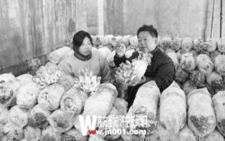 汶上县汶上镇王庄社区农民科技种植Manbetx体育手机版推荐A9版本 ()