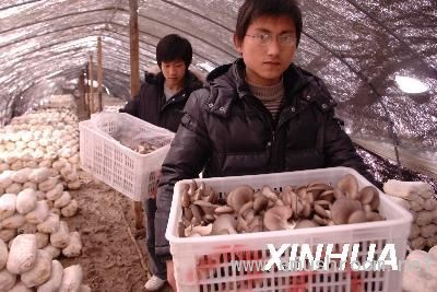 大学生田野里学创业（2）(图)