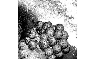 黄茸 菇中珍品收益高 ()