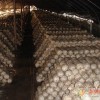 本基地现有大量高温平菇，鸡腿菇栽培种（三级种），菌包出售