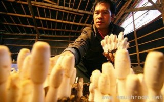 柳城春季蘑菇上市 ()