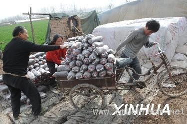 黄泛区有个&ldquo;黑木耳专业村&rdquo;（2）(图)