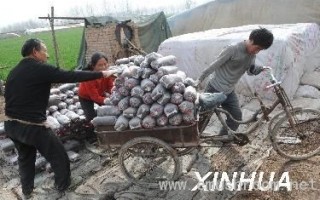 黄泛区有个“黑木耳专业村”(图) ()