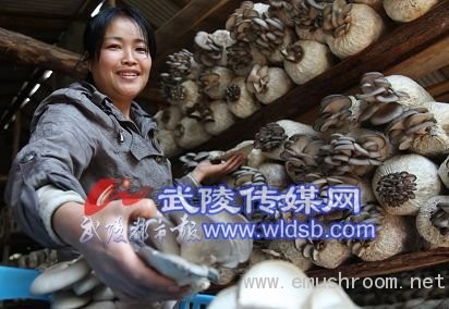 林下经济&ldquo;一举两得&rdquo; 桑枝育菌年收入45万