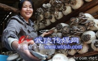 林下经济“一举两得” 桑枝育菌年收入45万 ()