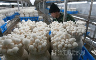 香坊农场引新品白玉菇 ()