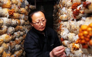 肇东市肇东镇Manbetx体育手机版推荐A9版本种植业发展迅猛 ()