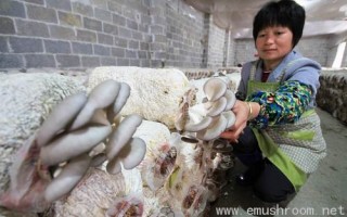 柳城：克服旱情发展特色产业 ()