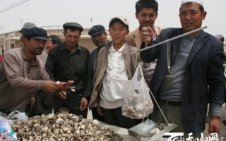 收购巴楚蘑菇 ()