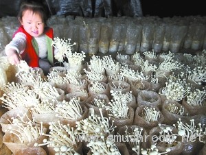 鲜蘑菇节迎客(图)