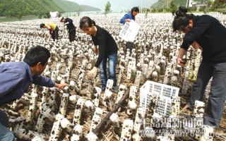 中联村民喜摘黑木耳 ()