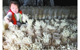 鲜蘑菇节迎客(图) ()