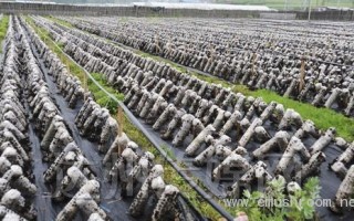 “棒”改“袋”的多重效益――宣汉转变木耳发展方式纪实 ()