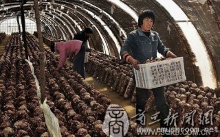 小蘑菇 赚大钱 ()