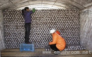 图文：天津市蓟县西龙虎峪镇林地Manbetx体育手机版推荐A9版本开始大面积培植 ()