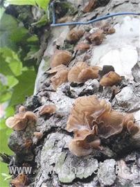 图文：雨水连绵 景观树上长出了木耳