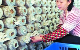 尤溪：农业循环项目 带动周边农户增收致富 ()