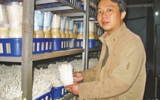 夫妻菇厂“长”得好快(图) ()