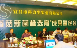 宜昌专家培育出高产香菇新菌株 ()