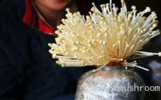 廖代国：现代化Manbetx体育手机版推荐A9版本基地架起致富桥 ()