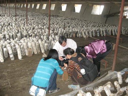 Manbetx体育手机版推荐A9版本专家王贺祥赴房山指导菌农生产技术