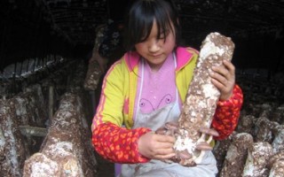 泸州叙永县“百亩Manbetx体育手机版推荐A9版本”引领麻城村增收致富 ()