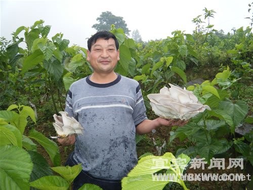 科技致富桑园套种产出&ldquo;蘑菇王&rdquo;