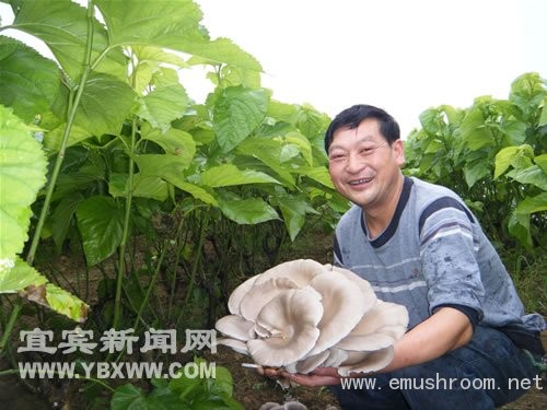 科技致富桑园套种产出&ldquo;蘑菇王&rdquo;