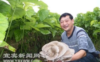 科技致富桑园套种产出“蘑菇王” ()