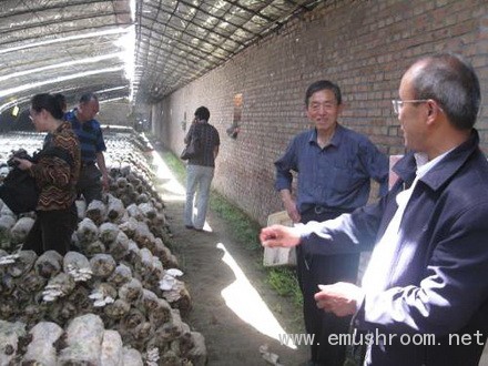 Manbetx体育手机版推荐A9版本专家刘宇等赴顺义指导菌农解决生产技术问题