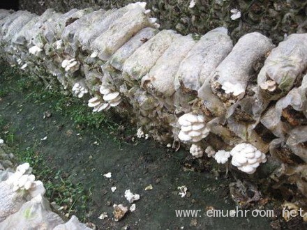 Manbetx体育手机版推荐A9版本专家刘宇等赴顺义指导菌农解决生产技术问题