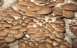 通江县大力实施科技惠民行动 ()