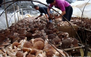 白宝乡香菇引领农民走上致富路 ()