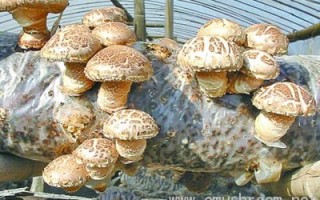 走近中国香菇市场价格风向标--西峡县 ()