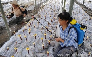 灵芝进山 绿色致富 ()