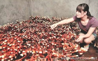 马家乡培育出“鹿角”灵芝创意盆景 ()