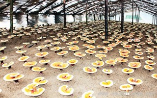 深山灵芝远销成“阳光产业” ()