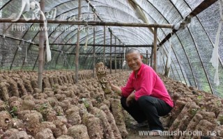 菇农王之千的香菇致富路 ()