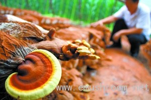 50新品ManBetX体育将上市民餐桌