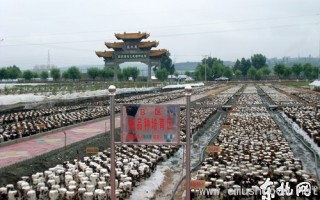 黑龙江：东宁县国家级黑木耳标准化示范园区一期工程全面结束 ()