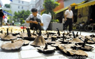 灵芝孢子粉“克癌”真相调查 ()