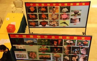 菌物摄影展：2010年中国菌物学会学术年会