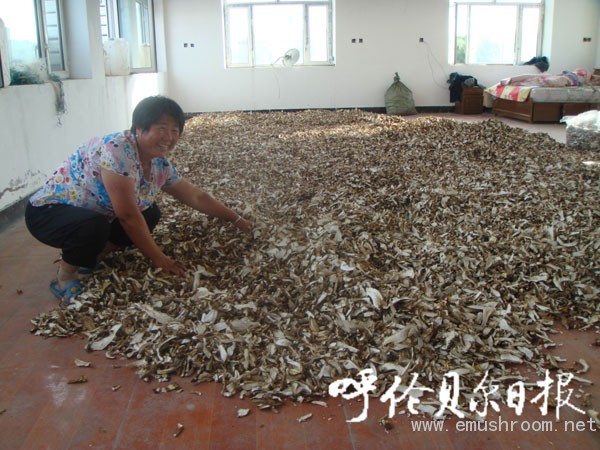 查巴奇乡农民采&ldquo;大腿蘑&rdquo;创收３０万
