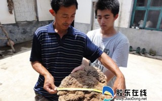 莱州村民发现重达2公斤的野生云芝 ()