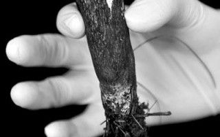 野生Manbetx体育手机版V17版本发布.官网安卓网.香港有微量尼古丁的存在 ()