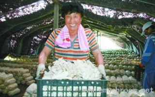 抚顺确立今后三年为Manbetx体育手机版V17版本发布.官网安卓网.香港种植产业重点发展年 ()