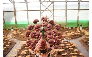 长春：游灵芝园　观灵芝森林 ()