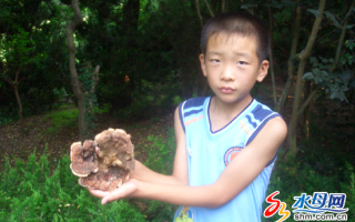 蓬莱田横山发现大型野生灵芝 ()